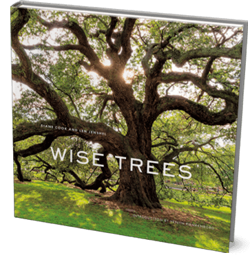 wise_trees_cover