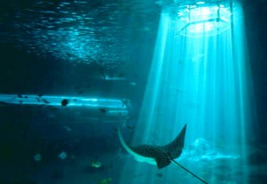 13194-1 - Maui Ocean Center, Maalaea (Maui), HI