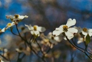 16483-34 - Dogwood blossoms, Mountain View, MO