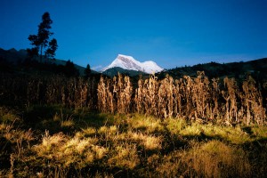 23268-2 - Corn Crops, Huascaran Mountains in Background, Cordillera Blanca, Andes Mountains, Ancash Region, Peru