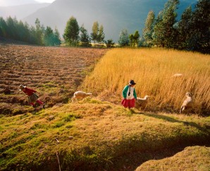 Peasant farmers scratch out a living from fields of wheat at Paron Pueblo, Cordillera  Blanca, Andes Mountains, Ancash, Peru