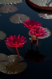 Waterlily_02