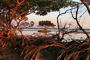 23759A-208 - Red Mangrove Trees & Oyster Bar, Indian Key Pass, Ten Thousand Islands, Everglades National Park, FL
