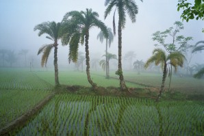 21730-10 - Rice Fields in fog at dawn, near Chuknager, Bangladesh