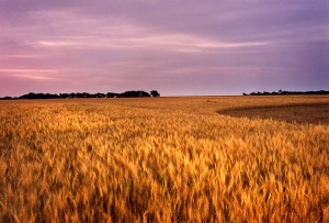 5253-7 - Wheat field, near Wamego, KS
