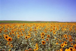 8124-8 - Sunflowers, Haythorne Ranch, Ogallala, NE