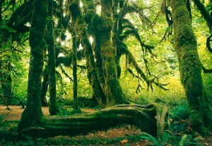 510-3 - Hoh Rain Forest, Olympic National Park, WA