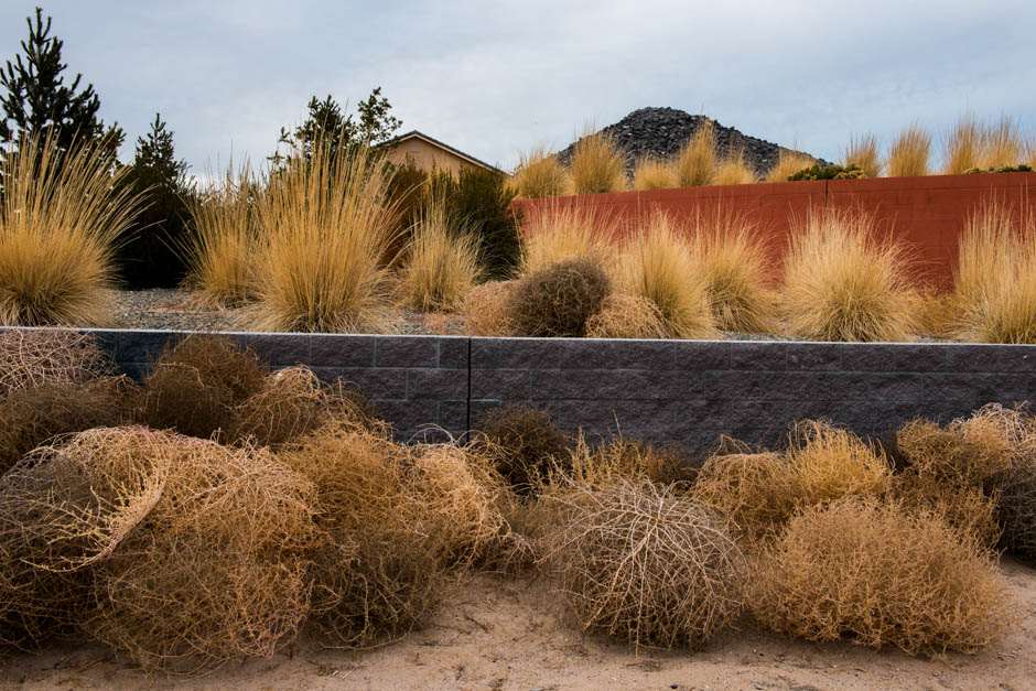 Tumbleweeds - National Geographic Magazine